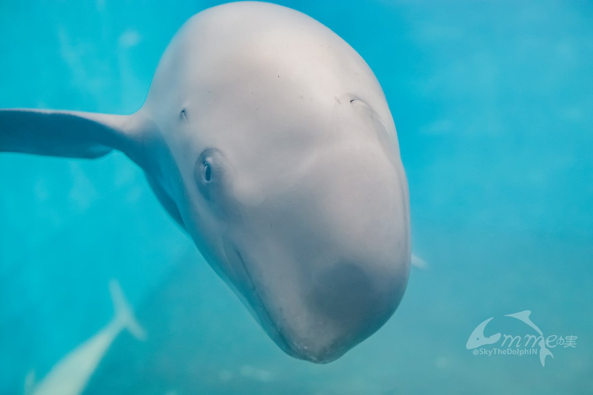 SkyTheDolphIN's tweet photo. スナメリはこちらを観察しているようだ…
#鳥羽水族館 #スナメリ #チョボ https://t.co/2v9VJgv1Gm