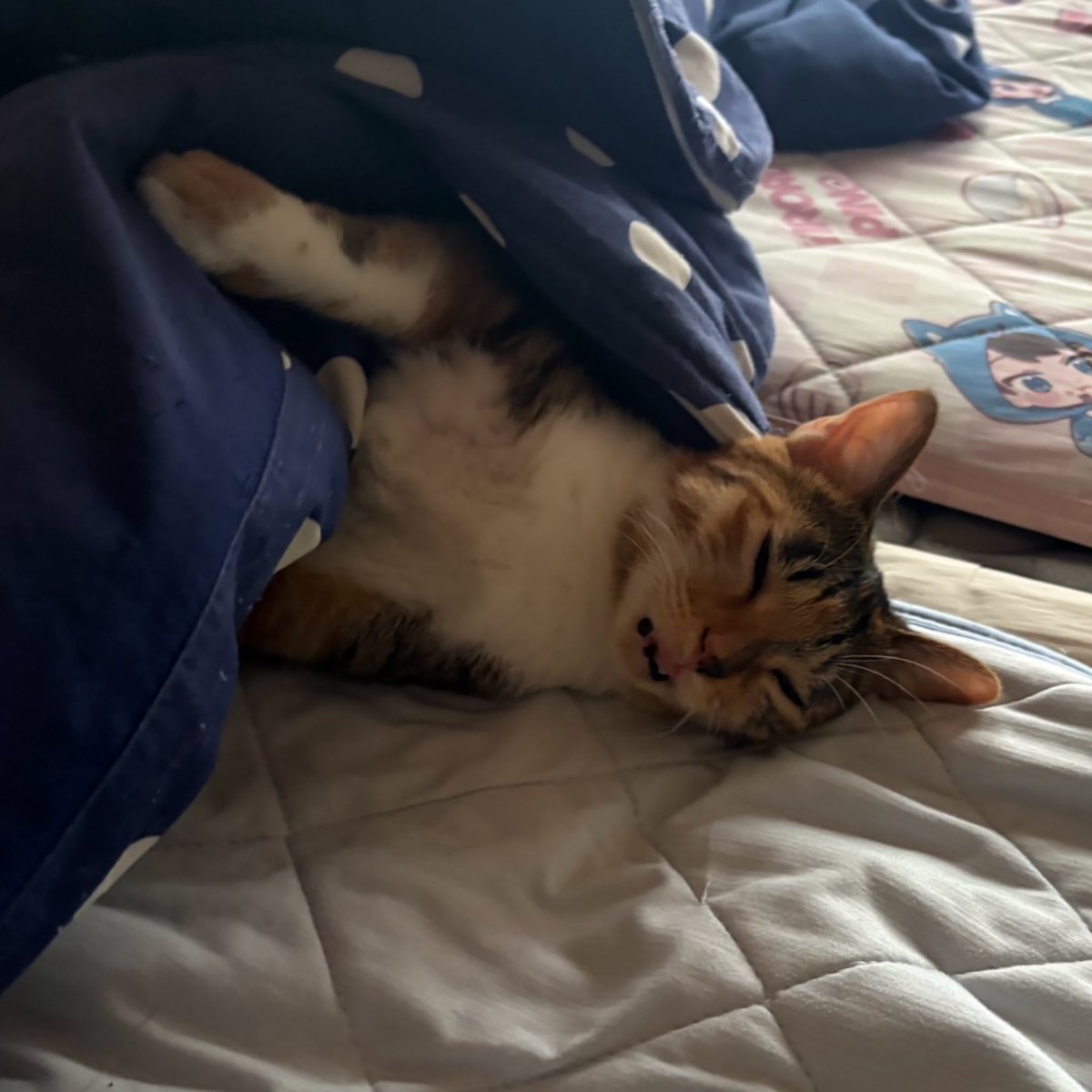 izo_games's tweet photo. 同じ日のもう1枚( 'ω')わろた
⁠#猫⁠ ⁠#保護猫⁠ ⁠#猫のいる暮らし https://t.co/ftGcACCc7j