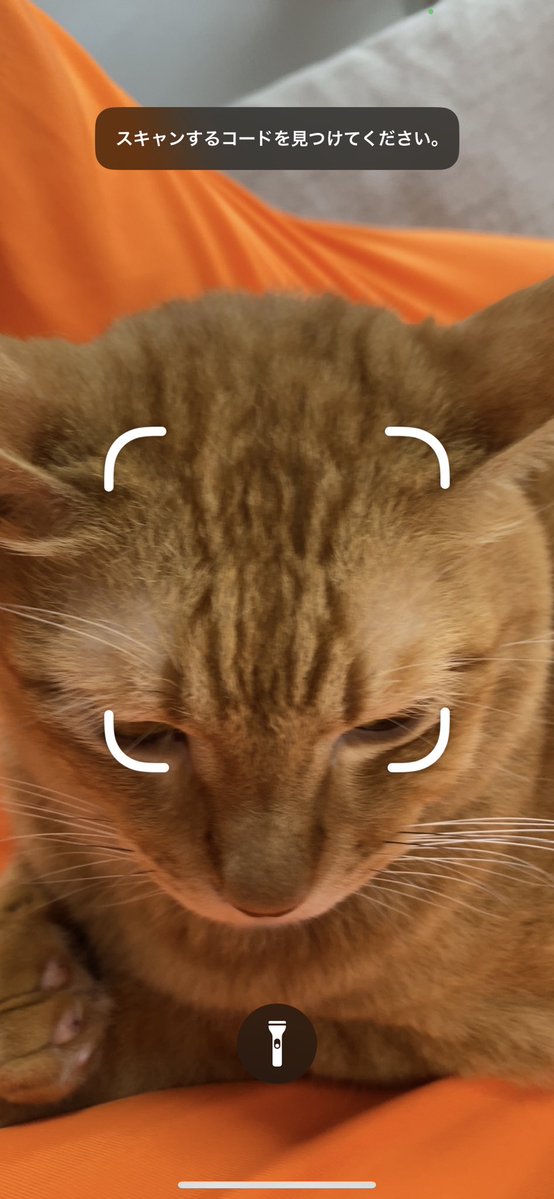 uzucatart's tweet photo. 読めそう…
#ねこ #猫 #cat #茶トラ #シャム猫 #保護猫 https://t.co/nJLIJumQCh