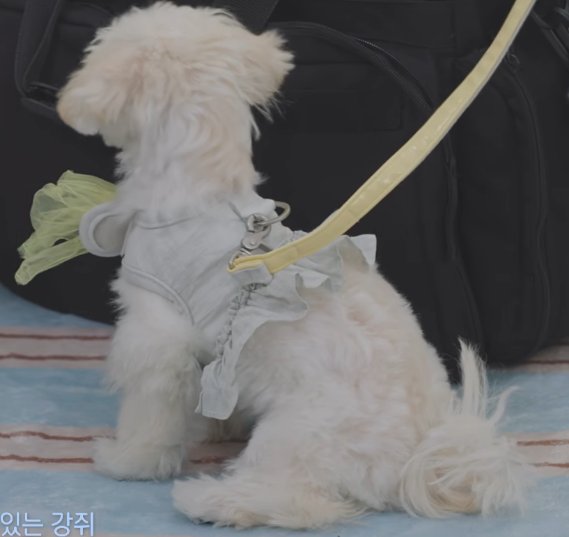meongmung_01's tweet photo. 앉는 모습이 너무 귀욥 https://t.co/dI3jqwvGYg