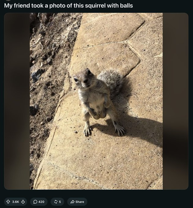 YYYYYsol's tweet photo. YOOOO THIS IS ACTUALLY GOOD 🤣🤣

a squirrel with the tiniest pair of nuts just went viral on Reddit and people are already turning him into a full meme format.

the photo is ridiculous.
the comments are even worse.
and now everyone is making their own versions 😭
simple animal.
instant joke.
normie-friendly as hell.
LITTLE NUTS.

$NUTS 🐿️🥜