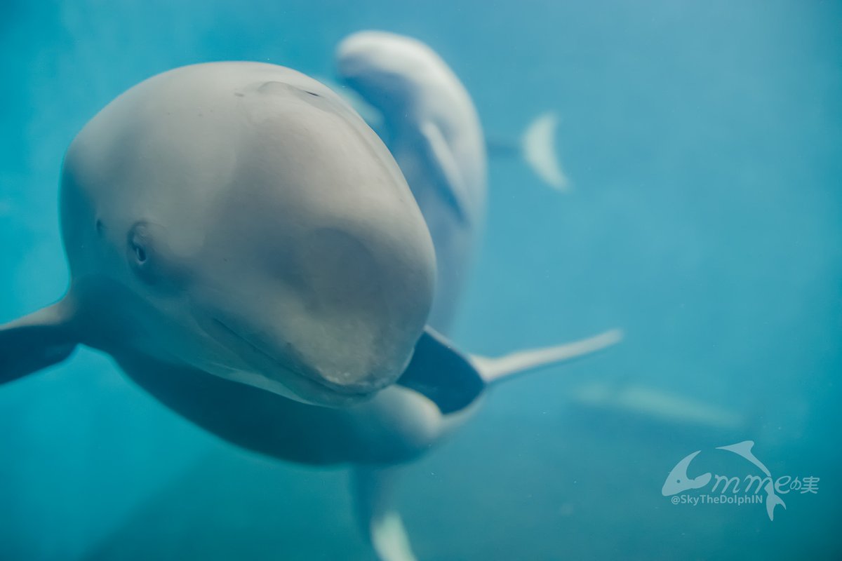 SkyTheDolphIN's tweet photo. スナメリはくねくねしている▼
#鳥羽水族館 #スナメリ #チョボ https://t.co/gD7AkOHZJT