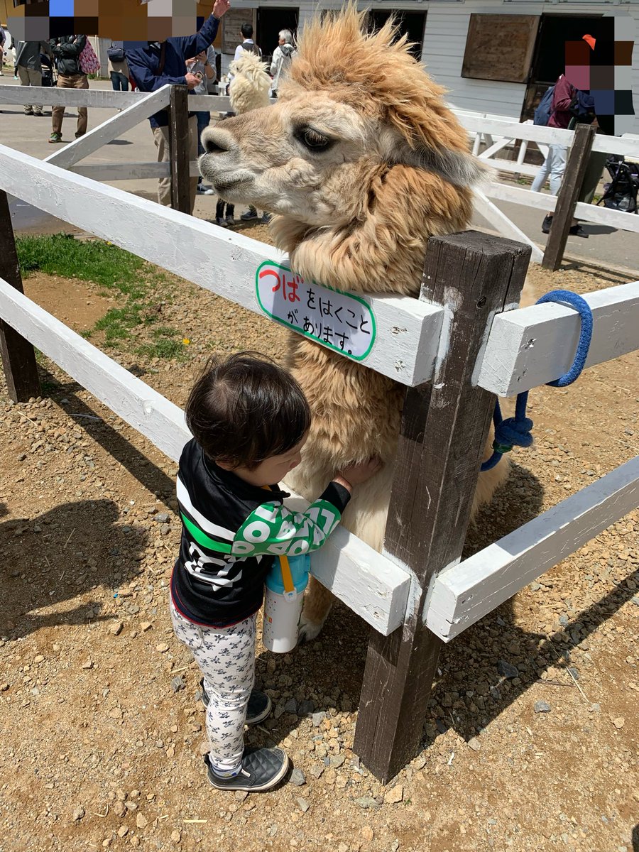 meipuru1002's tweet photo. 牧歌の里は7年前に行ったきり…
アルパカ可愛くて写真撮ってた笑 https://t.co/8wOWhdENIX