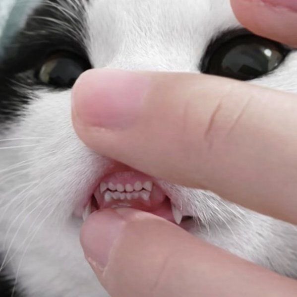 hanakimjii's tweet photo. ไหนคนเก่งยิ้มให้ลุงหมอดูฟันน้ำนมหน่อยครับ * 🦷 * https://t.co/rriYCLcOWz