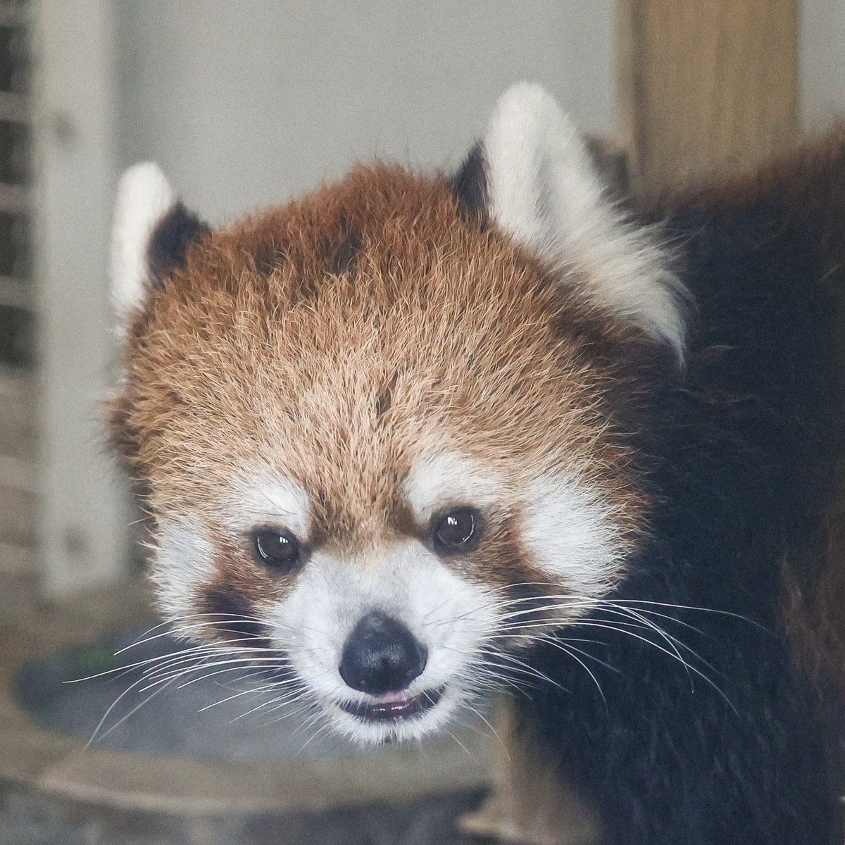 irasutorabo's tweet photo. かぼすくん｜熊本市動植物園

#レッサーパンダ  #かぼす https://t.co/W4XEuBwdUK