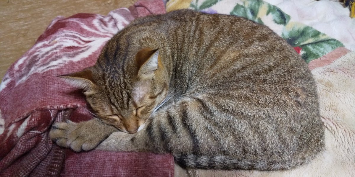 kurohigechibi's tweet photo. ニャンモナイト淀くん。
寒ければ丸まり、暑ければ伸びる、
これがにゃんこの眠る道💤 https://t.co/Ygky8d3g36