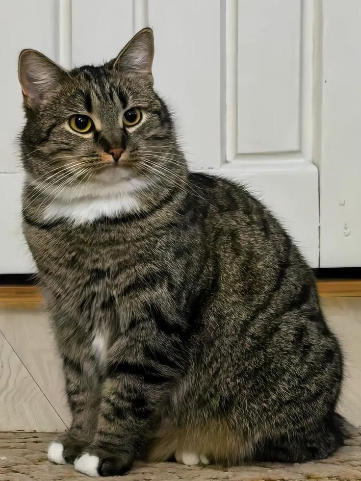 GozassauroRex's tweet photo. Queria fazer um plot que meu personagem encontra um gato e não entende nada sobre bichinhos e ai ele faz amizade com algum veterinário e pede conselhos sobre como adaptar a vida dele agora pra dar todo amor ao bichinho https://t.co/4n3Q3jc3Y6