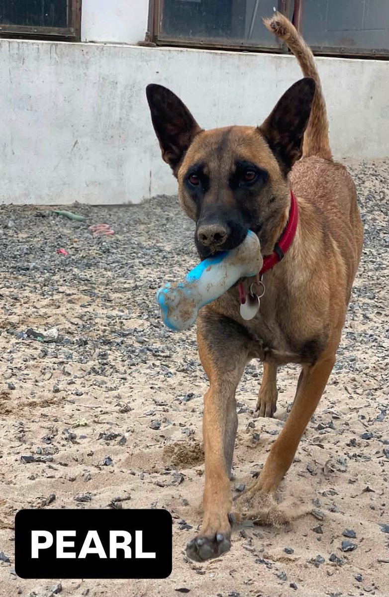 gsrescueelite's tweet photo. Pearl is 2yrs old and she is a clever girl who can live with older kids. Pearl can over bond with one person in the home so she will need firm boundaries and consistency from all residents 
#dogs #germanshepherd #Cornwall 
https://t.co/yUjT9qxiC8 https://t.co/VITSHx0DB5