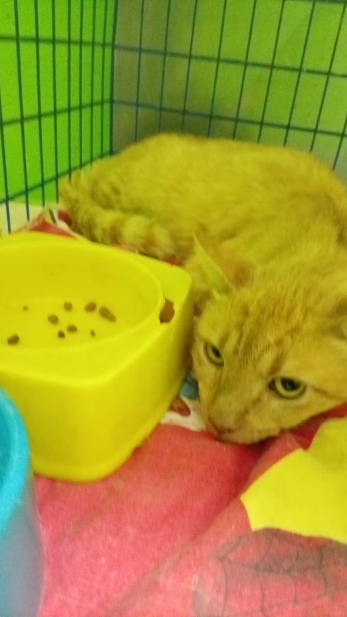 TiFaNiiii's tweet photo. Este gatito rubio churro, sano y castrado ya puede salir de la vete..
Porfa que alguien le dé una oportunidad!
No quiero que vuelva a la Costanera a estar expuesto a todos los peligros de la calle.. 
No discriminen gatos adultos.. mentira es que es difícil.. compartan a full!🙏❤️‍🩹 https://t.co/gJMqtBMrKG