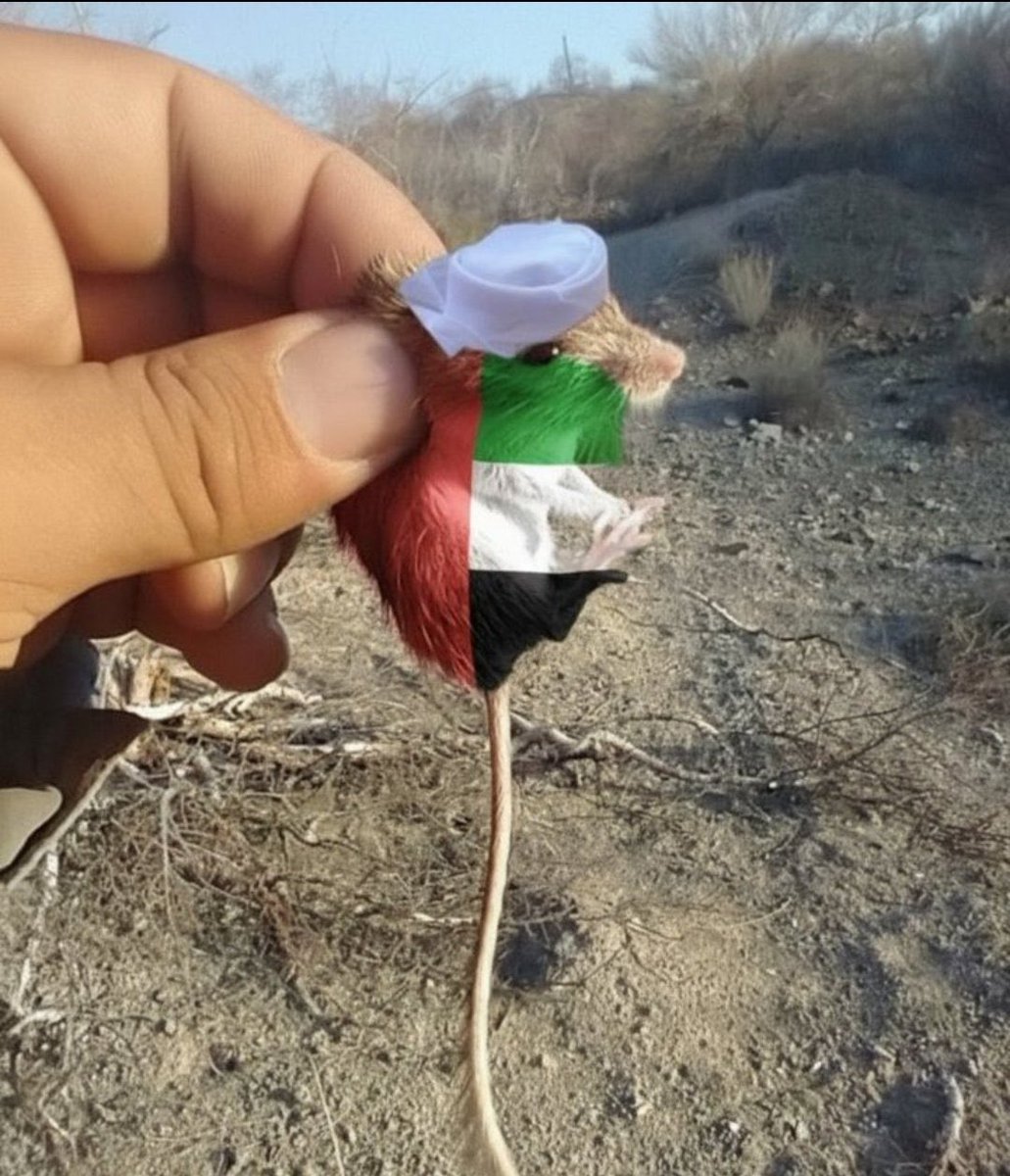 Hamed__NL's tweet photo. @clashreport The whole Uae belongs to iran!!! Fucking rats https://t.co/KNkQQnF8vl
