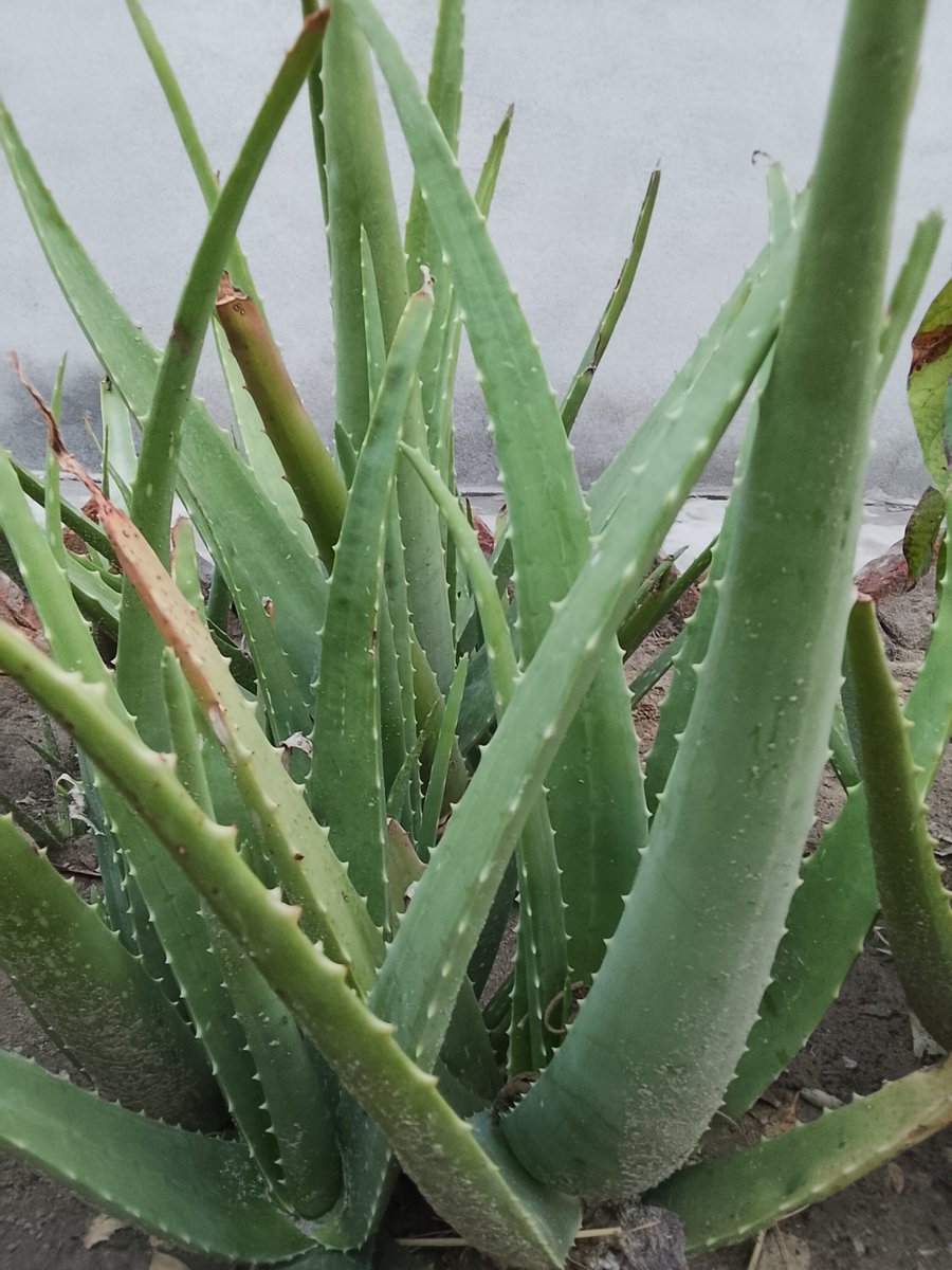 Layla_Phillips3's tweet photo. Aloe vera is nature’s green healer, soothing skin, boosting hair health and calming the body from within 🌿💚✨ https://t.co/tIzL5C5Kv1