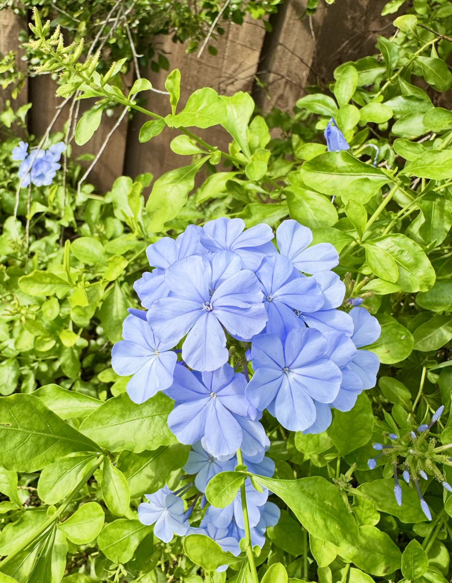 SashaEats's tweet photo. Good morning 🌸 https://t.co/C8zCNmnzMC