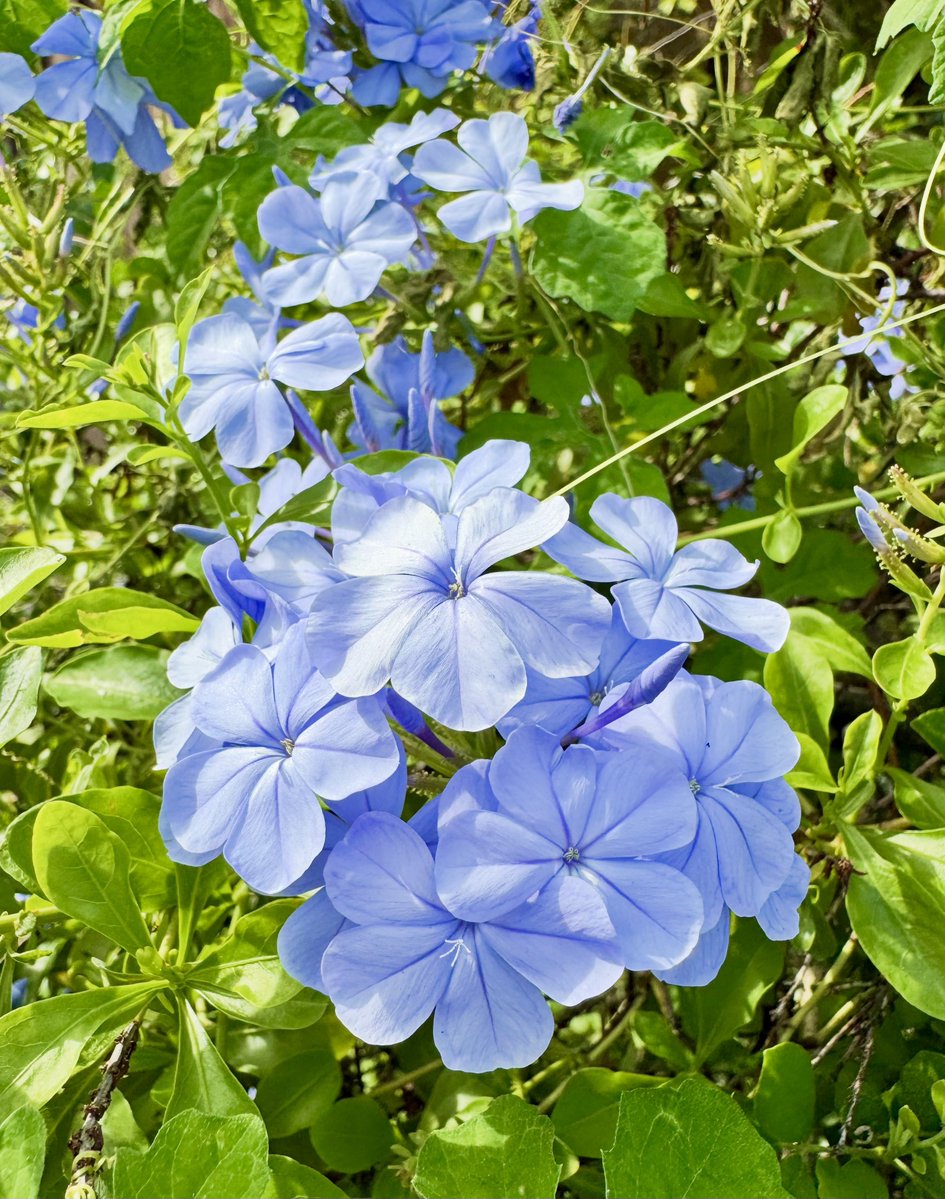 SashaEats's tweet photo. Good morning 🌸 https://t.co/C8zCNmnzMC