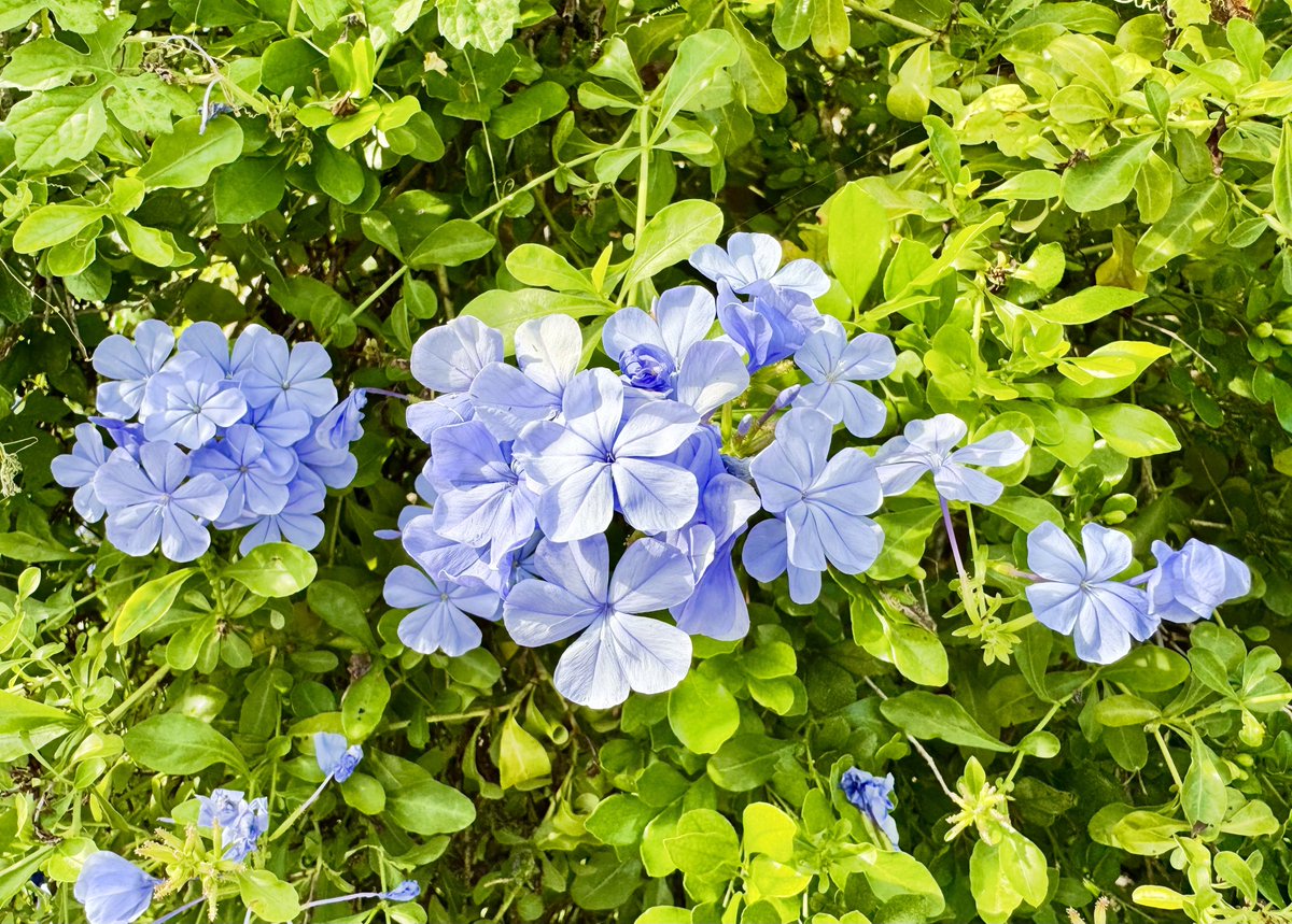 SashaEats's tweet photo. Good morning 🌸 https://t.co/C8zCNmnzMC