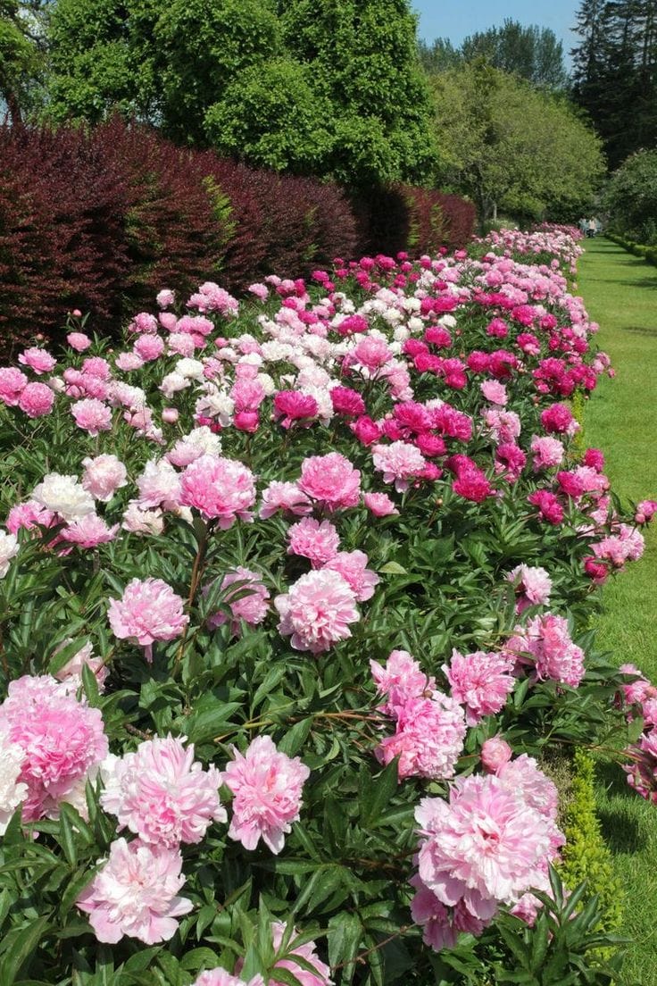 jordinwallaceXO's tweet photo. A garden filled with blooming beauty, bringing peace to the heart. 🌸🌿✨

#FlowerGarden #BloomingBeauty #NatureLovers #GardenVibes https://t.co/RduZaOTYXr
