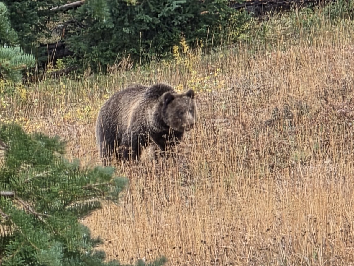 111er411's tweet photo. Saw this fellow near Tower Falls in YNP yesterday. Big, well fed, and ready for winter👍 https://t.co/LFTZmkPDio