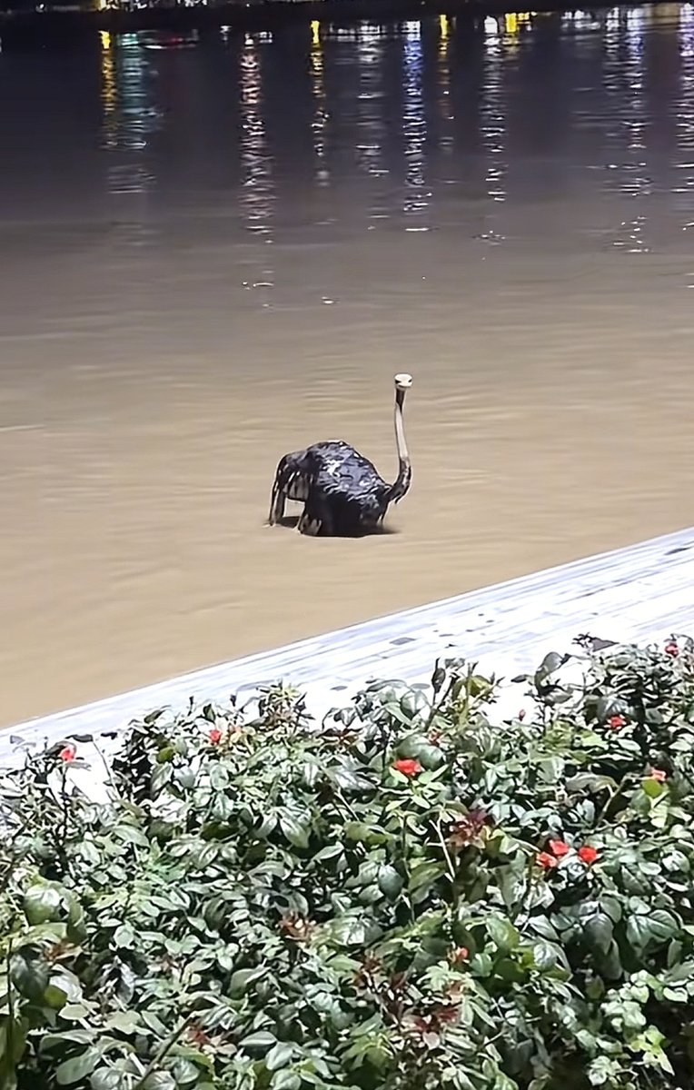JCanwa's tweet photo. The silly ostrich accidentally knocked over a bowl of soup, then cut a piece of cloth to make a coat, what a funny scene!， https://t.co/jGMdgqjwXQ