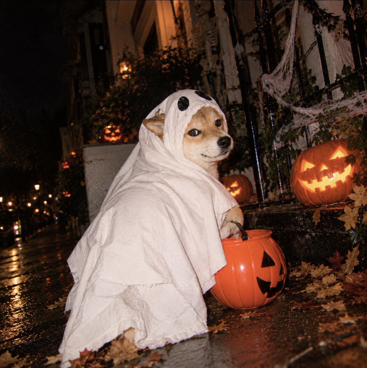WorldIsYours444's tweet photo. Feeling halloweenish 🎃👻

$HALLOWINU 

#sol #meme https://t.co/gydz1iUQJ5