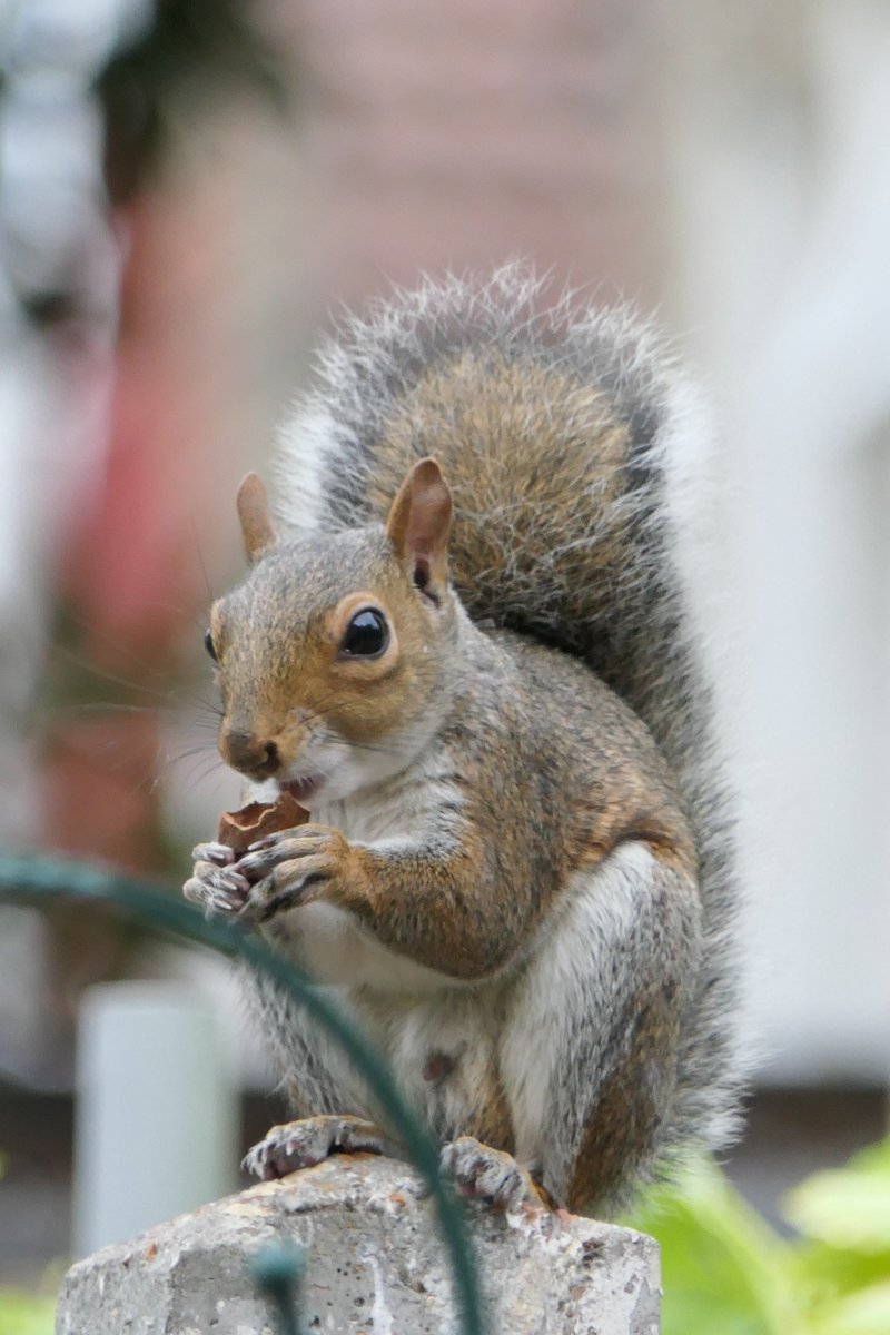 Nesquik1962's tweet photo. Yesterday's supper #squirrel. Good evening handsome. #squirrelscrolling https://t.co/UZPQP6k9tr