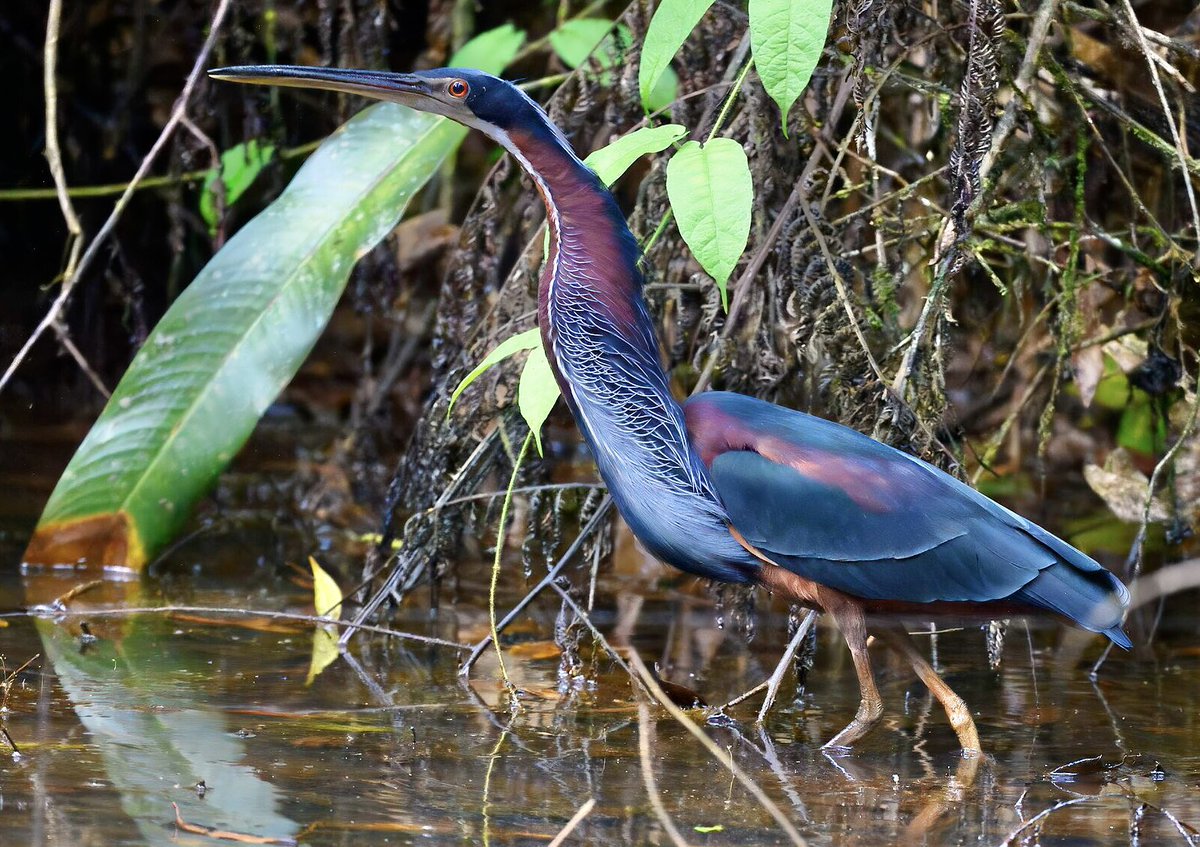 birdsoftoday's tweet photo. bird of the day 21: agami heron
(agamia agami)

> found in: Central America and northern South America
> habitat: near forest streams and mangroves
> eats: small fish
> status: near threatened

photo by Wikimedia user lwolfartist

📸: https://t.co/WioJiLNkdq https://t.co/rWxygq8gJW