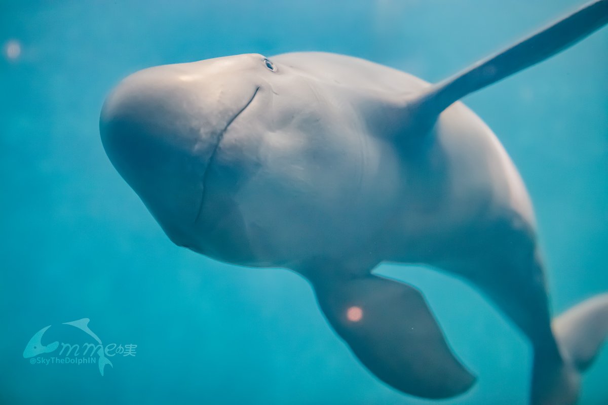 SkyTheDolphIN's tweet photo. あ！ とばすいぞくかんのスナメリ が カメラをのぞきこんできた！
#鳥羽水族館 #スナメリ #チョボ https://t.co/asZXUT2lHU