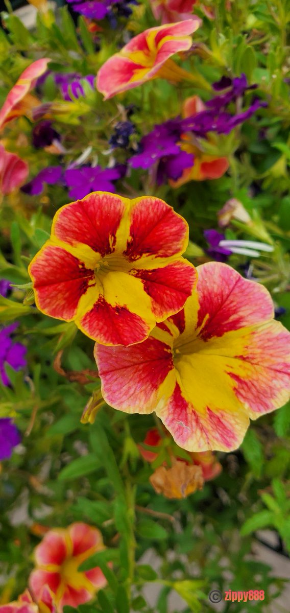 zzippy888's tweet photo. Happy #Twosday! π§‘ππ§‘π
#Petunias fading soon #flower #nature #myplant #photography #bloomscrolling #FlowersOnTuesday #FlowersonX https://t.co/jAXsFmoRVC