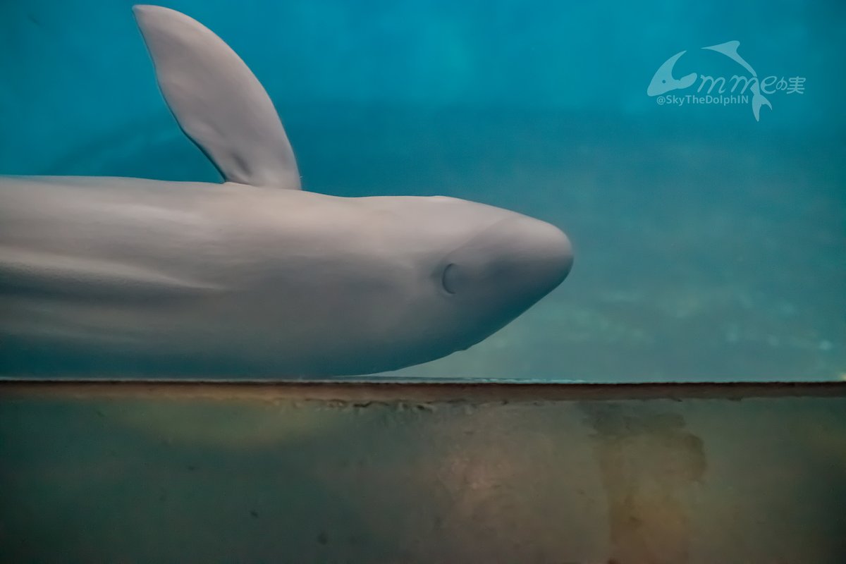SkyTheDolphIN's tweet photo. スナメリは身体をこすり付けている！▼
#鳥羽水族館 #スナメリ #ロコ https://t.co/1whvZHfE67