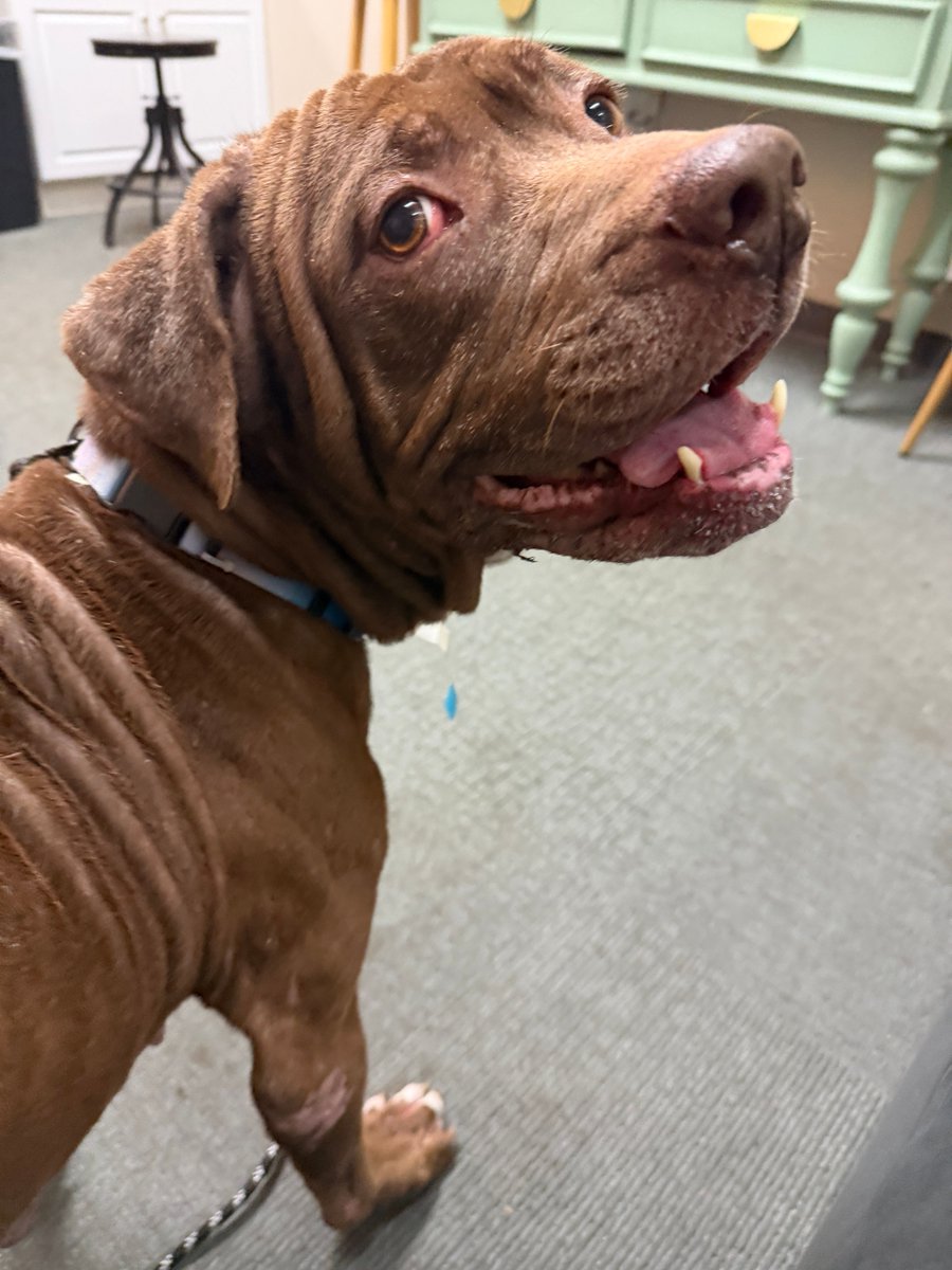 jaxhumane's tweet photo. Melanie’s idea of a good day? A gentle walk, a cozy nap, and a few treats along the way. 🧡

Come meet Melanie at JHS and see if she’s the one you’d like to spend your days with! 

View our adoptable pets at https://t.co/7Nn2ZE9gmF. https://t.co/IvO4UqqHH5