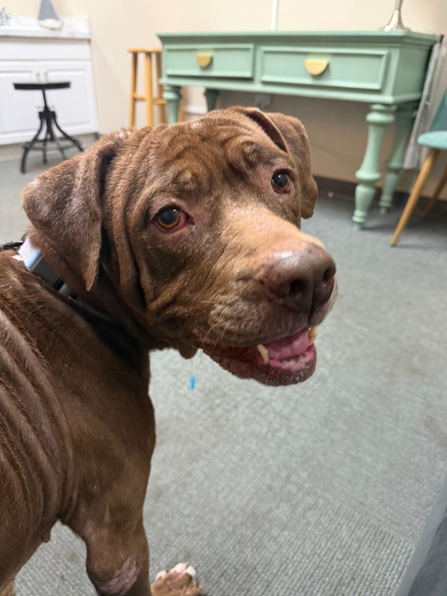 jaxhumane's tweet photo. Melanie’s idea of a good day? A gentle walk, a cozy nap, and a few treats along the way. 🧡

Come meet Melanie at JHS and see if she’s the one you’d like to spend your days with! 

View our adoptable pets at https://t.co/7Nn2ZE9gmF. https://t.co/IvO4UqqHH5