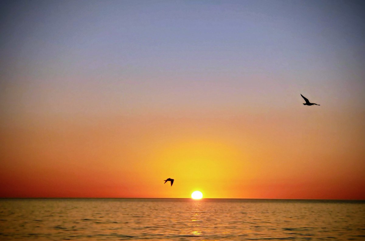 BirdLover2020's tweet photo. @admired_art https://t.co/jGlgopHe06