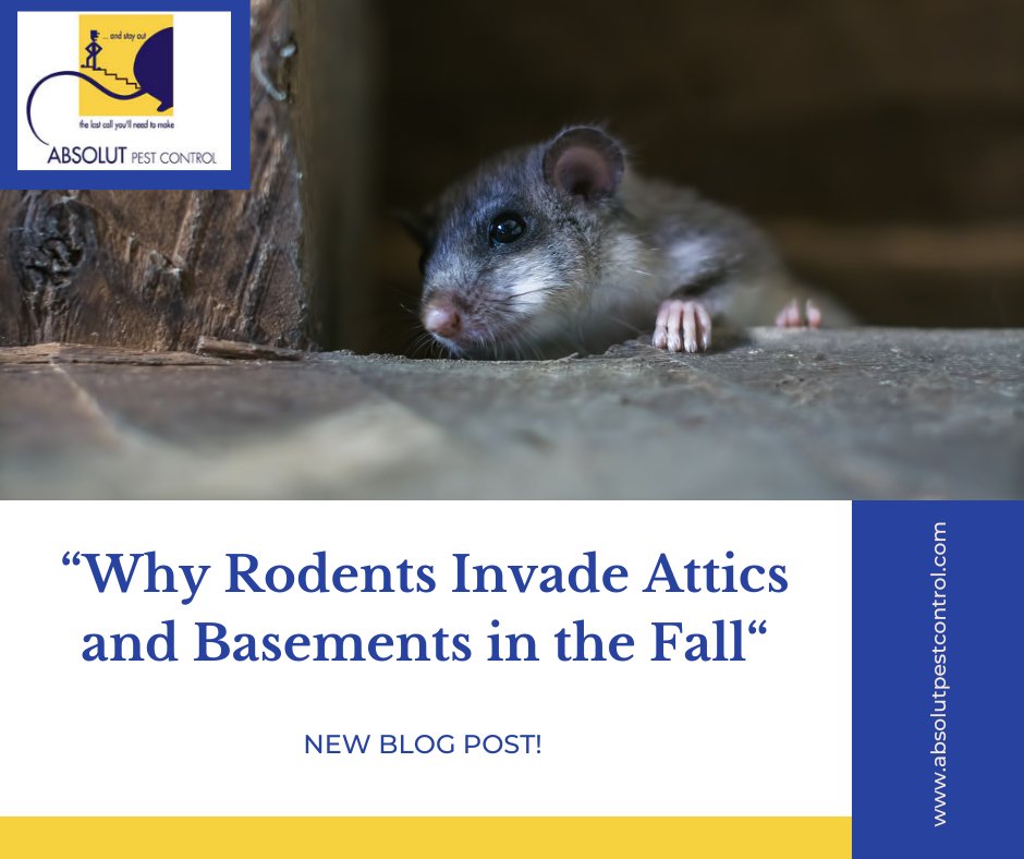 AbsolutPest4's tweet photo. Learn why rodents seek shelter indoors in the fall, the warning signs to watch for, and how Absolut Pest Control in Amesbury, MA, can help protect your home. Read our latest blog to learn more!
https://t.co/TApJ9NF9OY 
#rodents #rodentcontrol #autumnrodents #amesburyma https://t.co/EjGYDTi847