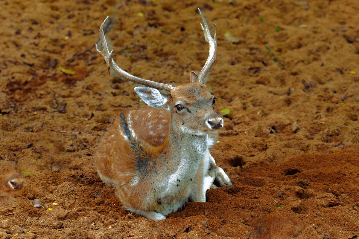 samanthacavet's tweet photo. More cute photos from deer paradise https://t.co/JsDrlEgidV