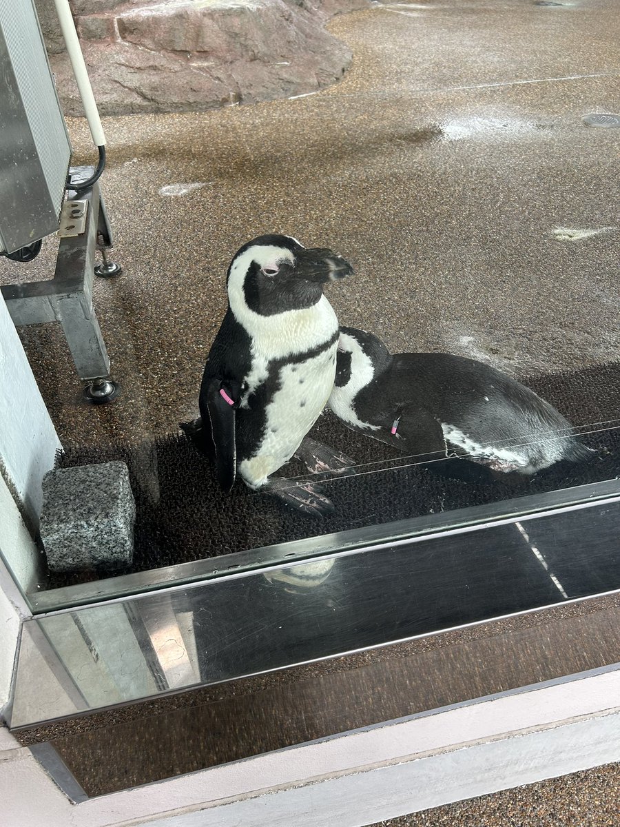 rokuhara_player's tweet photo. キャラバンの次の日はぺい太郎さんと水族館と鉄道博物館に行ったよーฅ•ω•ฅ
ペンギンのご飯タイム見たけど食に貪欲だったり他のペンギンに魚取られてたり、よく見るとそれぞれに個性があって面白かった。あと魚横取りするペンギンに飼育員のお姉さんが突っ込みいれててワロタw https://t.co/bBXlLyJvoc