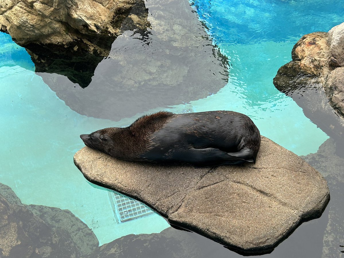 rokuhara_player's tweet photo. キャラバンの次の日はぺい太郎さんと水族館と鉄道博物館に行ったよーฅ•ω•ฅ
ペンギンのご飯タイム見たけど食に貪欲だったり他のペンギンに魚取られてたり、よく見るとそれぞれに個性があって面白かった。あと魚横取りするペンギンに飼育員のお姉さんが突っ込みいれててワロタw https://t.co/bBXlLyJvoc