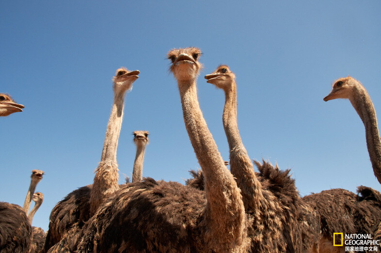 andre_wisa__146's tweet photo. The ostrich private team is on the move, bringing fun surprises!， https://t.co/PsaoqcAYn1