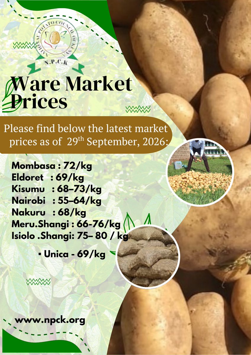 npckkenya's tweet photo. Are you a potato farmer or a buyer? We've compiled the latest ware potato market prices from major towns in Kenya as of 29th September, 2026. See how your local market compares. For more resources, visit https://t.co/rhZO5TEtJC. #PotatoFarming #PriceCheck #KenyaFarmers #npck https://t.co/rhzCuO8ud8