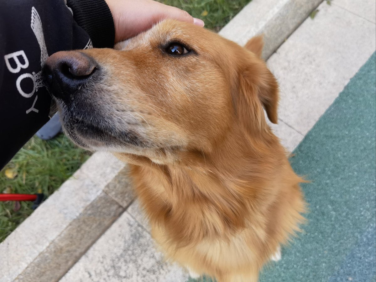 KevaFarre4t's tweet photo. Mi perro me espera cada tarde en la puerta, su cola mueve rápido al verme — esta compaía simple cura todos los días agotadores. https://t.co/kTBGDNPMvH