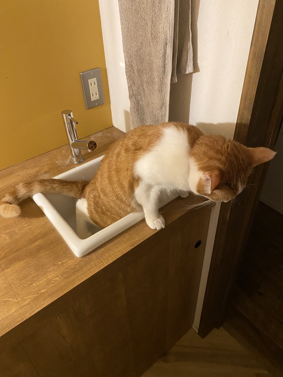 Nmonsieur's tweet photo. 猫。最近トイレの回数が少ないので腎臓などの異常を心配してたけど。猫おまえこのやろう。 https://t.co/DeKBJ6E6t1