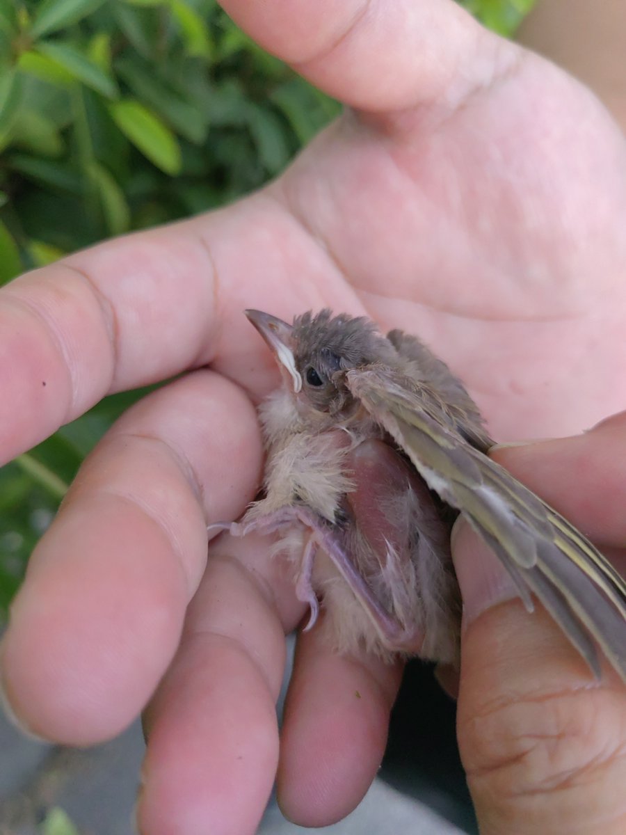 dorot_cald__634's tweet photo. When a shy sparrow (雀) sneaks through the old Shaanxi (陕) courtyard, a palm hides (掩) to watch the quiet morning water (浇) splashing gently by. https://t.co/M55LhlXo6l
