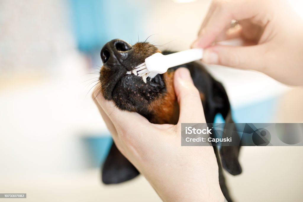 petdogsareus's tweet photo. 🦷 Fresh Smile, Happy Pup! Keep those tails wagging with healthy, clean teeth!
🐾 Check the website link in our profile to learn more. #DogDentalCare #DogBrushing #HealthyDogs #HappyPups #PetCare #PetDogsAreUs https://t.co/PSIkPbqM1S