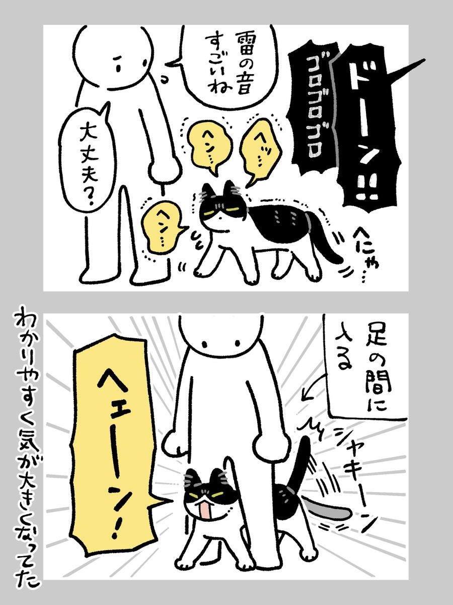 bou128's tweet photo. 雷に怯えてたねこがプルプル震えながらヨロヨロと足の間に入ってきた瞬間、シャキーン❗️てなって『かかってこいやー‼️』って咆哮していて笑ってしまった
人間の強さをだいぶ過信して威を借ってくれている https://t.co/7suefkUUoK