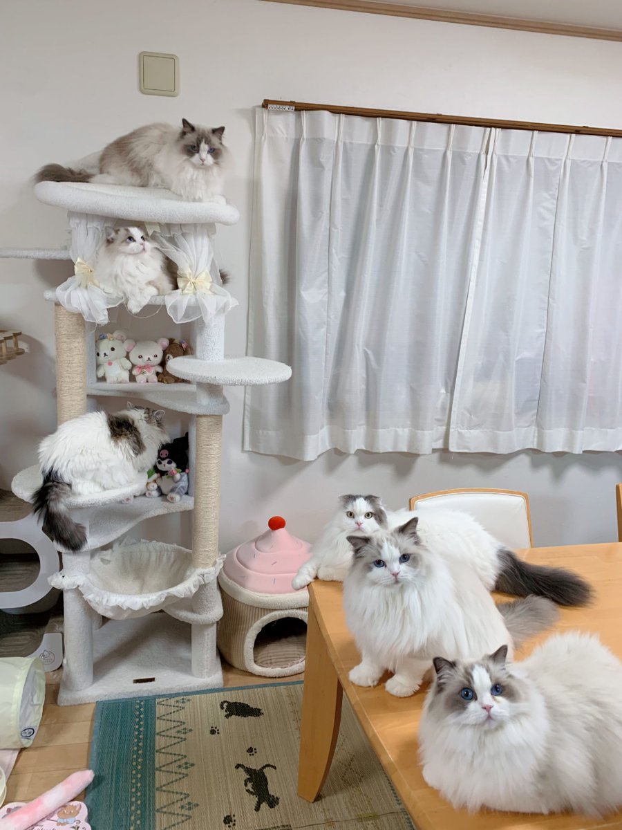 411hoshi's tweet photo. 1枚目6にゃんの目線惜しい🥺💗
ティアラが横目だった〜👀
全部の写真ハニー＆ファニーお顔見えてて可愛い〜🫶🏻︎💖 #ねこ  #スコティッシュフォールド  #ラグドール https://t.co/Vmqh8Z1WBH