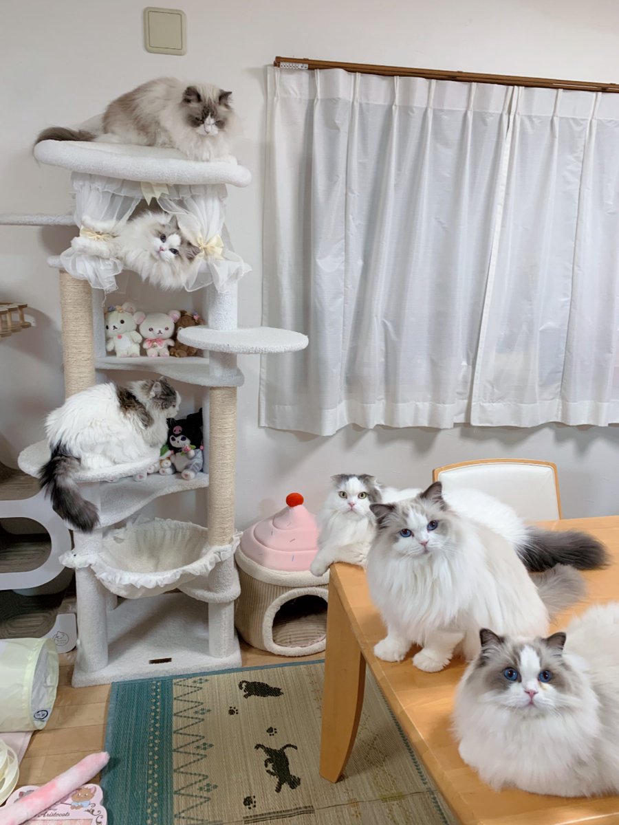 411hoshi's tweet photo. 1枚目6にゃんの目線惜しい🥺💗
ティアラが横目だった〜👀
全部の写真ハニー＆ファニーお顔見えてて可愛い〜🫶🏻︎💖 #ねこ  #スコティッシュフォールド  #ラグドール https://t.co/Vmqh8Z1WBH