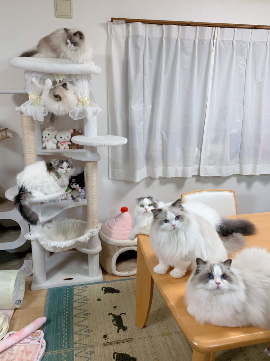 411hoshi's tweet photo. 1枚目6にゃんの目線惜しい🥺💗
ティアラが横目だった〜👀
全部の写真ハニー＆ファニーお顔見えてて可愛い〜🫶🏻︎💖 #ねこ  #スコティッシュフォールド  #ラグドール https://t.co/Vmqh8Z1WBH
