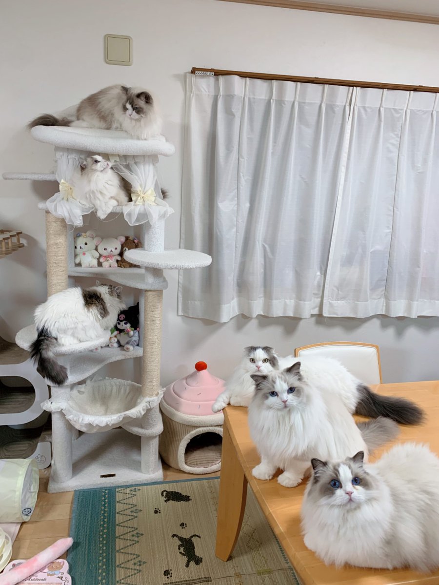 411hoshi's tweet photo. 明日で9月も終わりなのね🍁🍂9月もたくさん6にゃん揃った写真撮れて載せれて嬉しい〜🥺💖10月はローズ＆ラテのお誕生日があるよ🌹🐾🎂💖プレゼントまだ何にしようか迷い中だけどお祝い楽しみ🎁
 #ねこ  #スコティッシュフォールド  #ラグドール https://t.co/iiMCzKl7DY