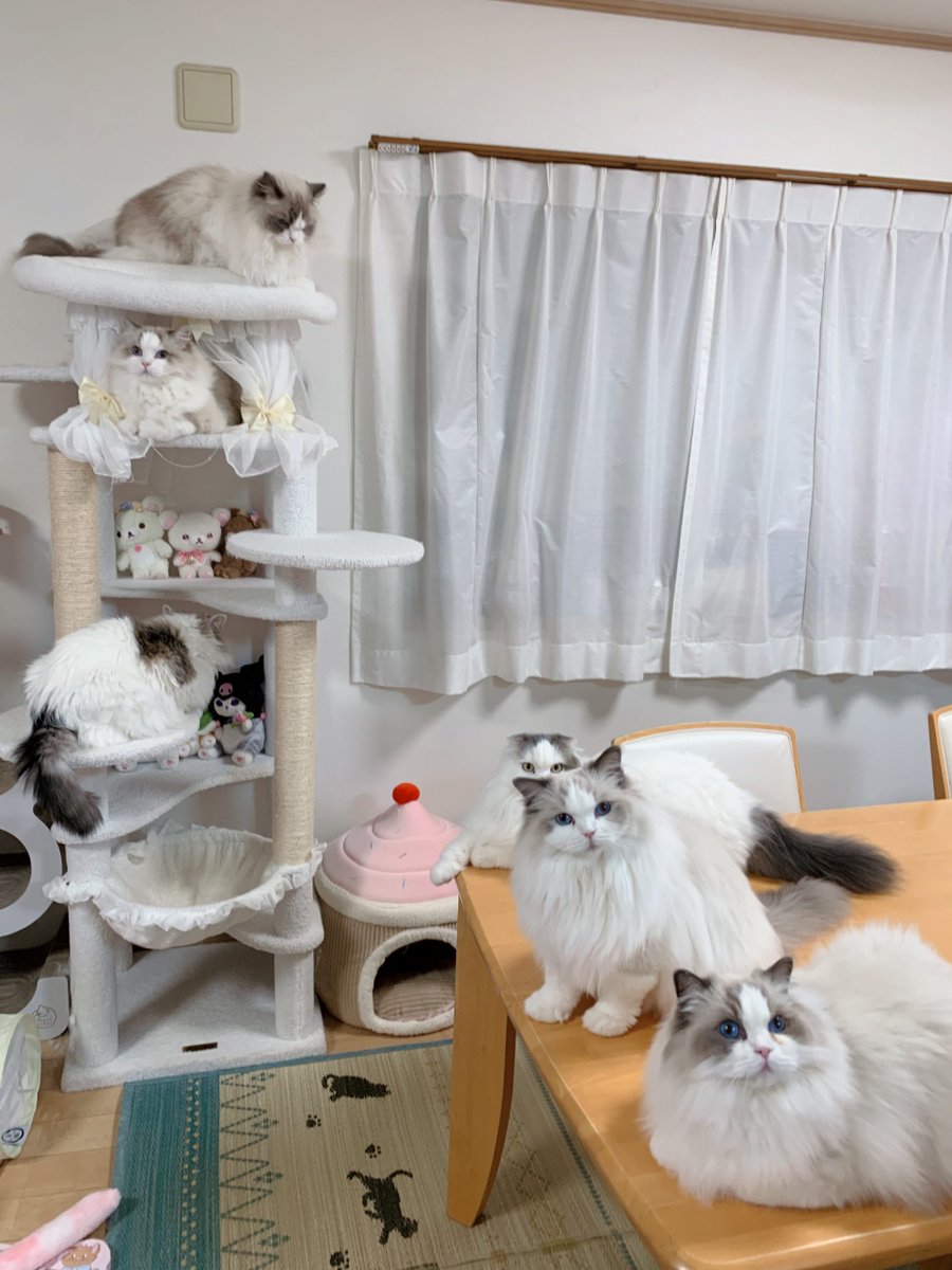 411hoshi's tweet photo. 明日で9月も終わりなのね🍁🍂9月もたくさん6にゃん揃った写真撮れて載せれて嬉しい〜🥺💖10月はローズ＆ラテのお誕生日があるよ🌹🐾🎂💖プレゼントまだ何にしようか迷い中だけどお祝い楽しみ🎁
 #ねこ  #スコティッシュフォールド  #ラグドール https://t.co/iiMCzKl7DY