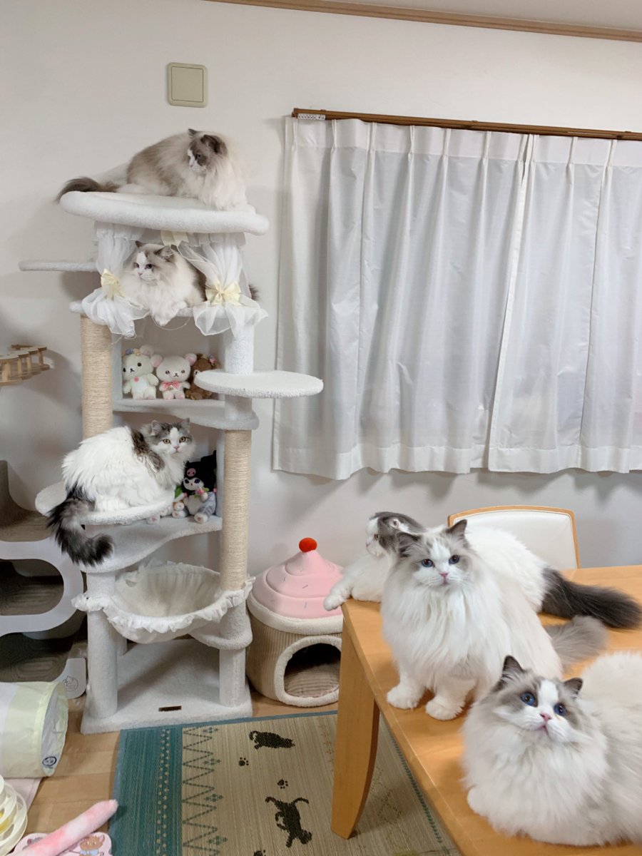 411hoshi's tweet photo. 明日で9月も終わりなのね🍁🍂9月もたくさん6にゃん揃った写真撮れて載せれて嬉しい〜🥺💖10月はローズ＆ラテのお誕生日があるよ🌹🐾🎂💖プレゼントまだ何にしようか迷い中だけどお祝い楽しみ🎁
 #ねこ  #スコティッシュフォールド  #ラグドール https://t.co/iiMCzKl7DY