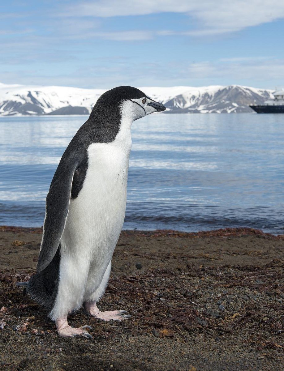 kaptrice's tweet photo. Contemplative penguin https://t.co/lOyXk2qn87