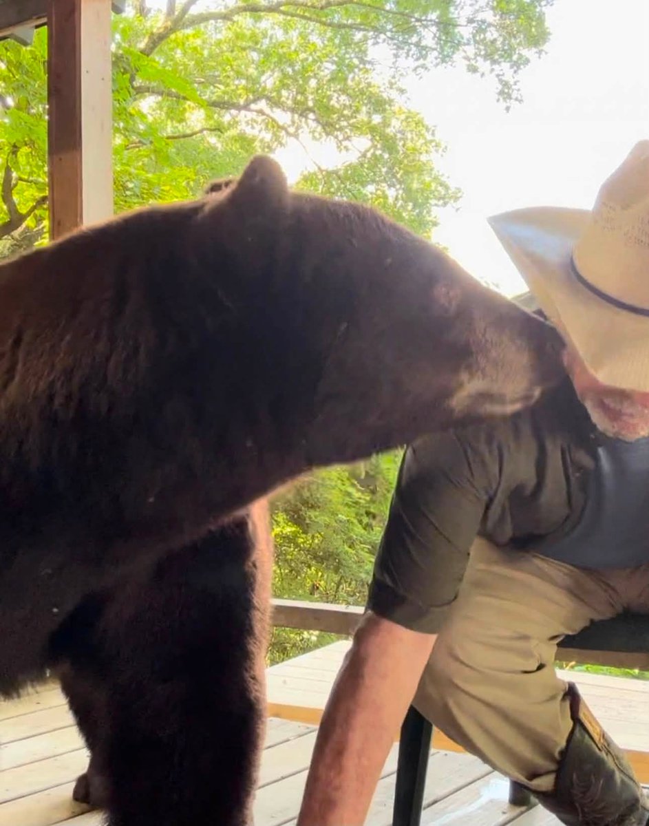 Arkypatriot's tweet photo. This one hits close to home because the man in this story is a friend of my husband.

For years he posted pictures and stories about this black bear. Hershel had become a regular part of his Facebook page, and there were plenty of pictures of the two of them together in NW Arkansas. Then somebody turned him in.

Their friendship really took hold in the summer of 2022 when Hershel showed up badly injured from a fight with a larger bear. He could hardly walk on one leg and had a gaping wound on his neck. My husband’s friend fed him, medicated him and helped him recover. Hershel survived and carried a large scar from that fight.

He never claimed Hershel was a pet. Hershel was a wild bear that would take off when unfamiliar vehicles or people showed up. But he trusted this particular man, and anyone who saw the pictures over the years could see there was an unusual bond between them.

On June 29, four Arkansas Game and Fish officers came to his home. They told him Hershel was considered a danger and would have to be removed. He strongly disagreed with their assessment, but he also knew he had violated the rules by feeding him.

Now Hershel is gone. His friend believes Arkansas Game and Fish either trapped or killed him, although he doesn't know for certain what ultimately happened to him.

People can argue about feeding wildlife, and I understand why those laws exist. But I also understand why this hurts. He found an injured bear, helped him survive, and for several years that bear kept coming back to the one human being he trusted.

Somebody saw those Facebook posts and turned him in. Now there won't be any more pictures of Hershel showing up to visit his old friend.

That's a pretty damn sad ending to a remarkable friendship.