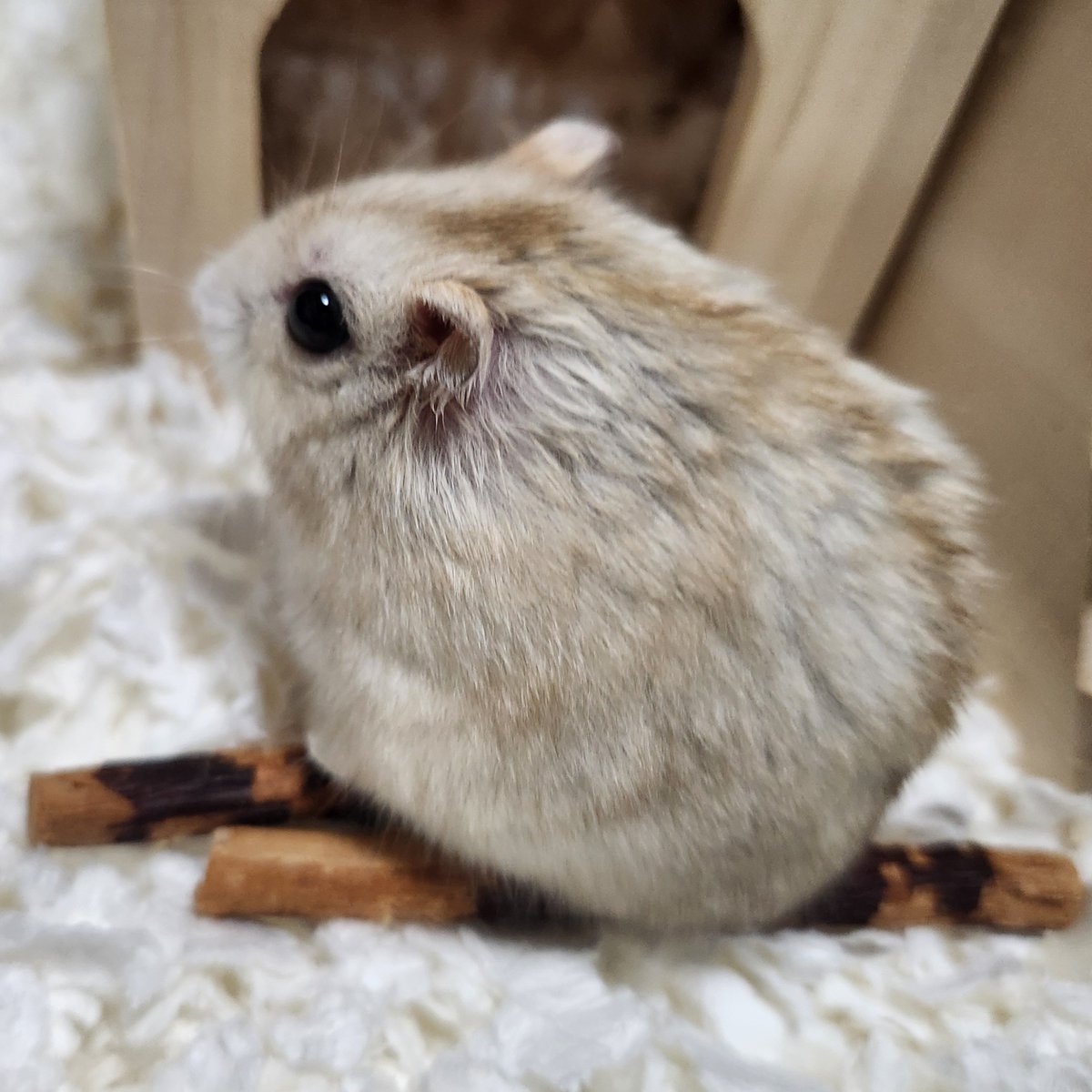 my_hmgmouse's tweet photo. #今日のこぱん https://t.co/0C1GG6h2Rb